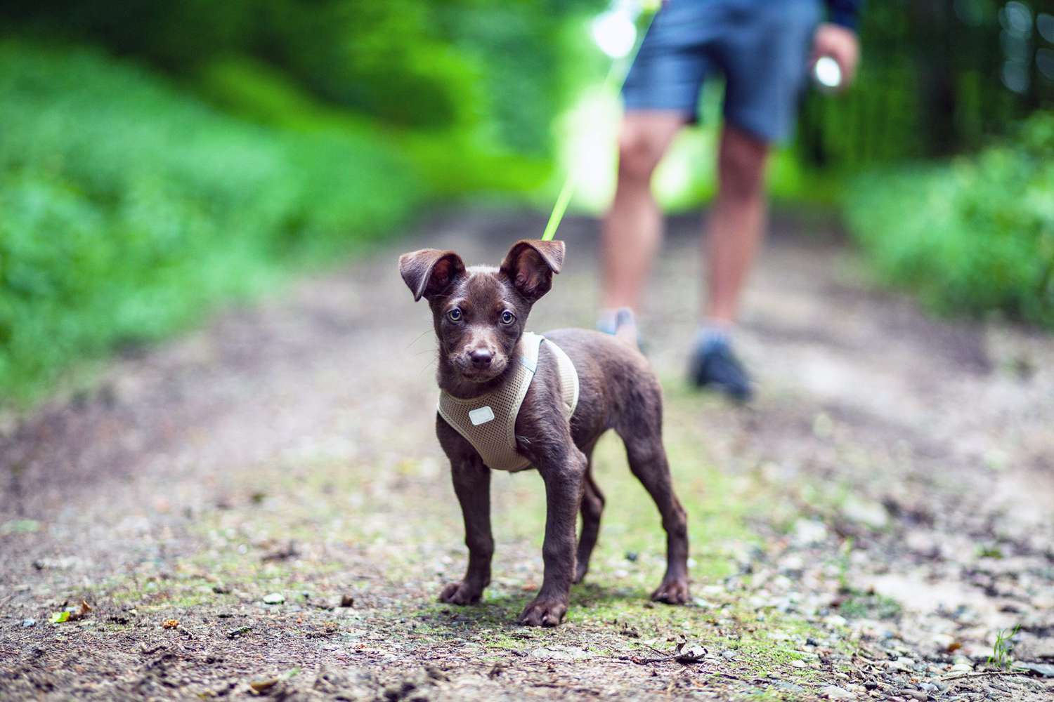 Dog Harnesses Aren’t as Hard To Use as You Think—Here’s How