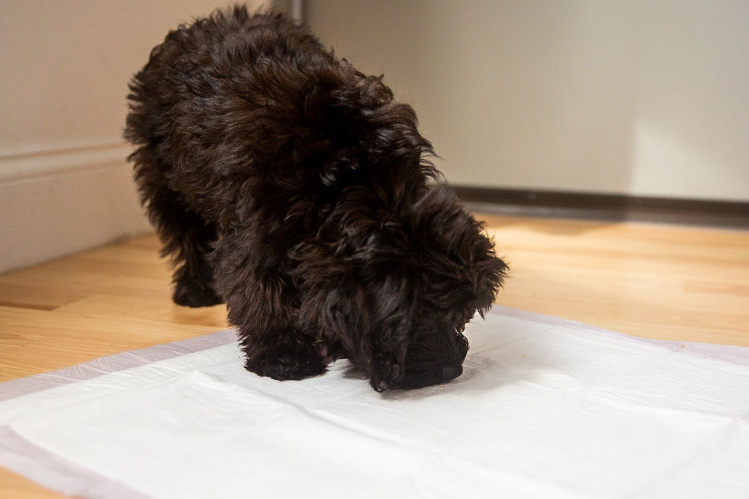 Learn How to Use Potty Pads to Help Potty Train Your Puppy