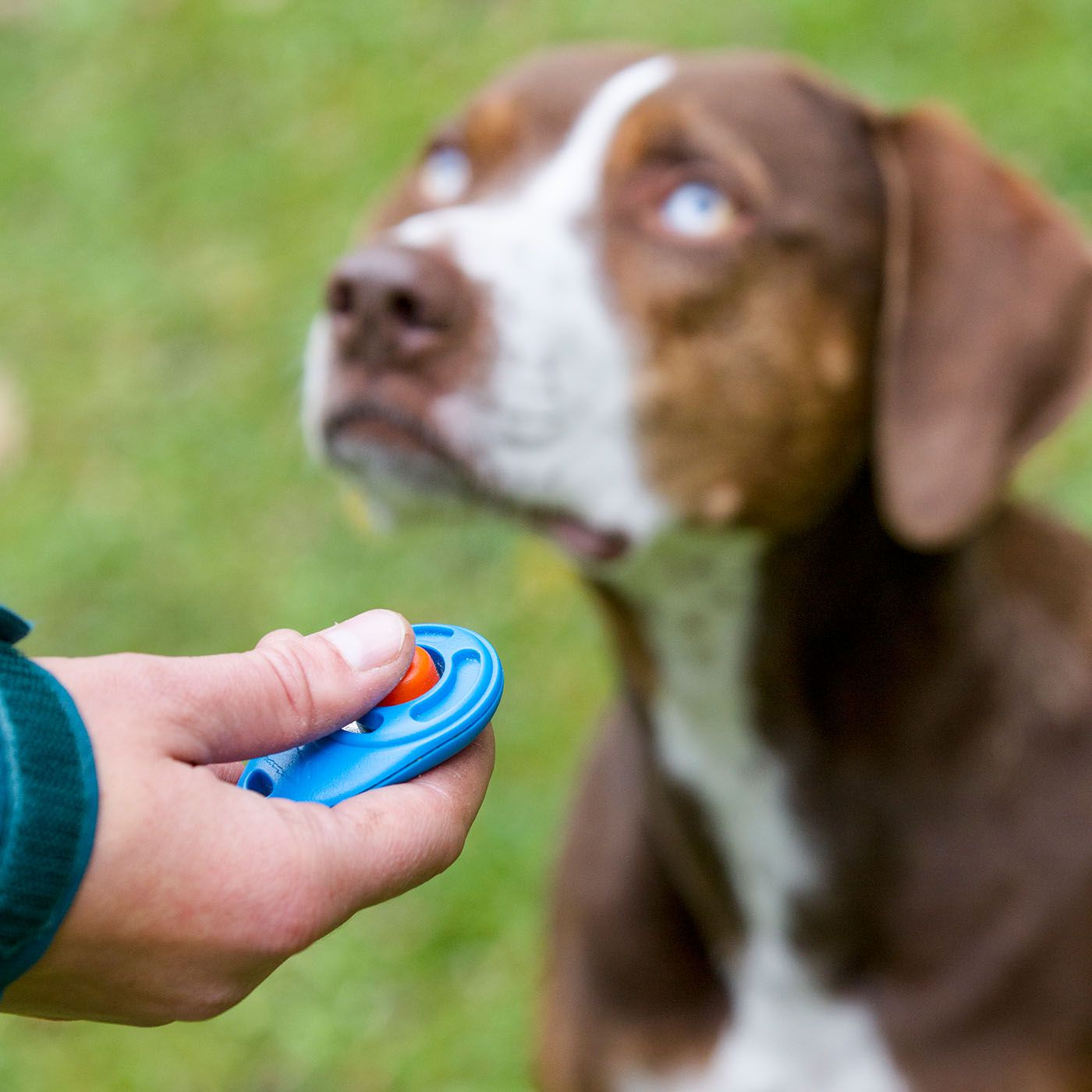 Clicker Training Can Make Dog Training Fun and Easy