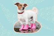 Here’s How To Train Your Dog To Wear Boots