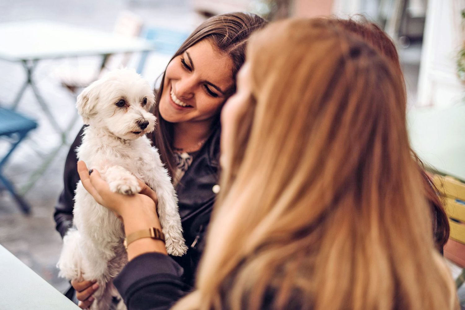 How to Socialize a Puppy & Why It’s So Important