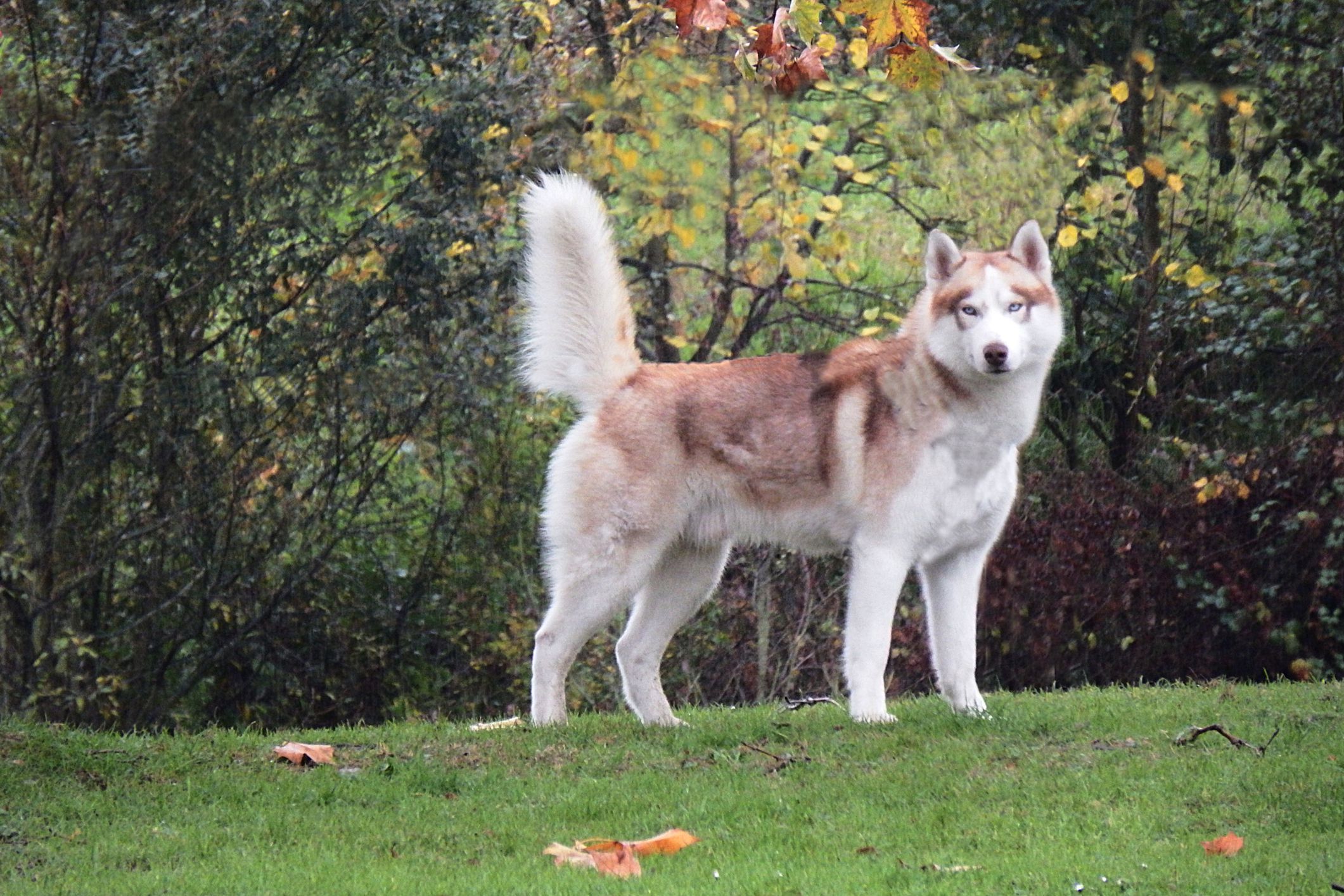 Dog Talk 101: Tail Wagging