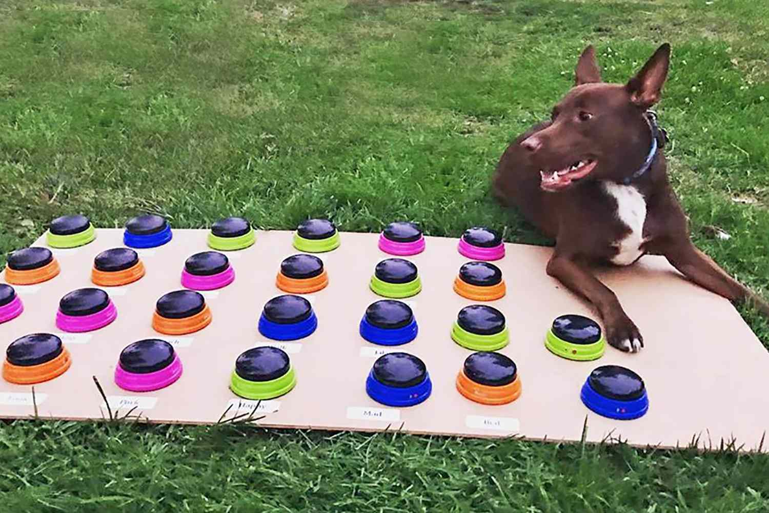 Here’s How to teach Your Dog to Talk Using Buttons