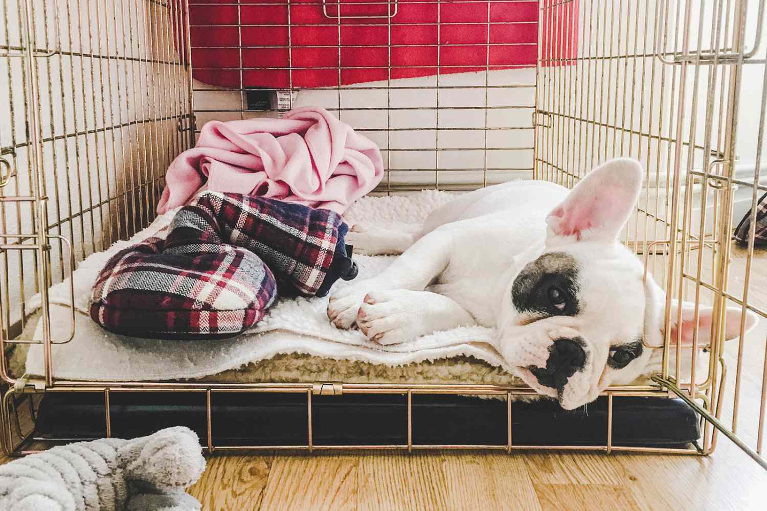 Expert Crate Training Tips for Puppies and Dogs