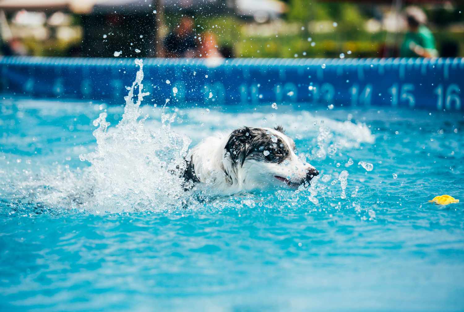 Would You and Your Pup Try Dock Diving?