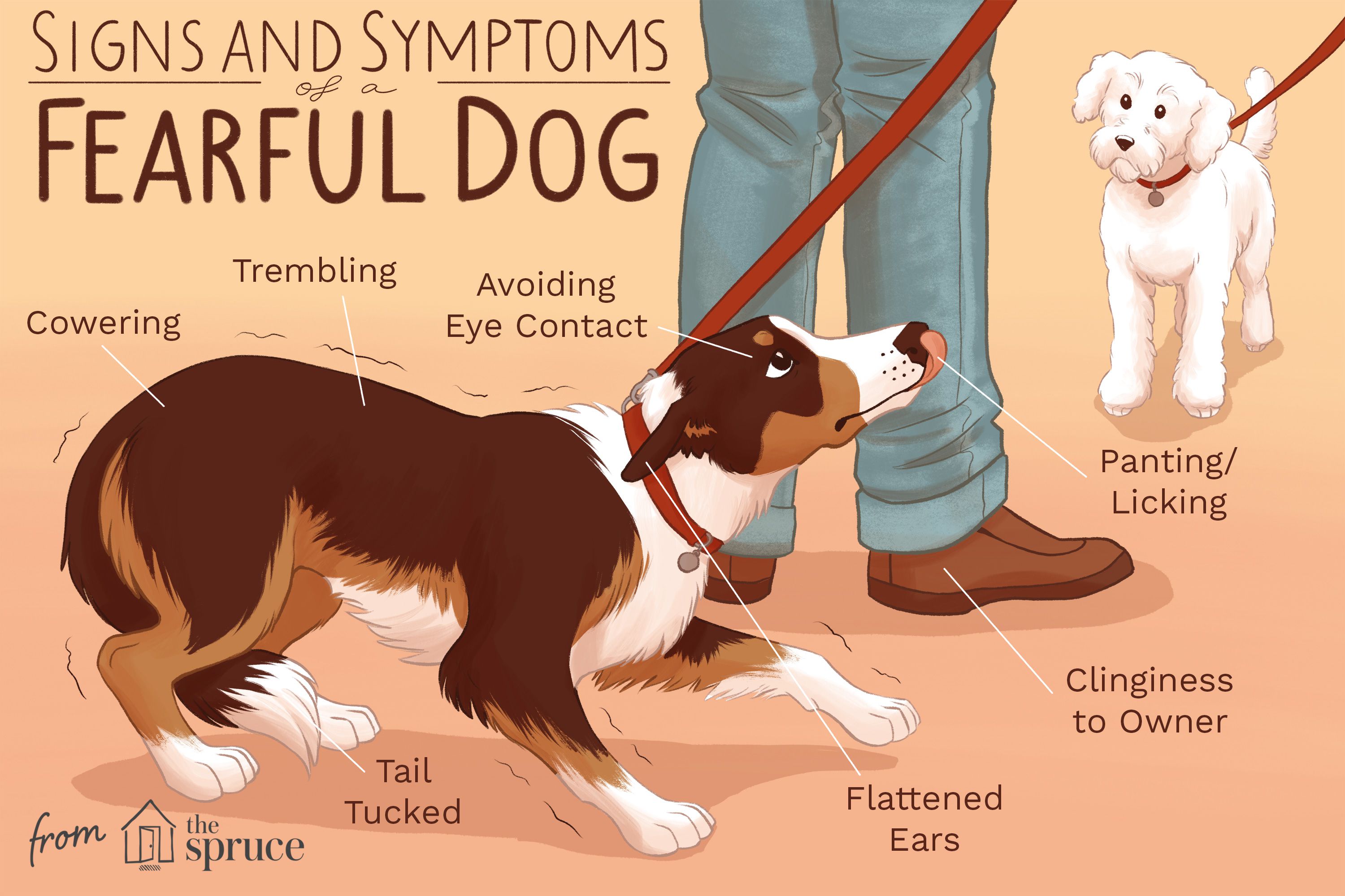 How to Tell If a Dog Is Afraid