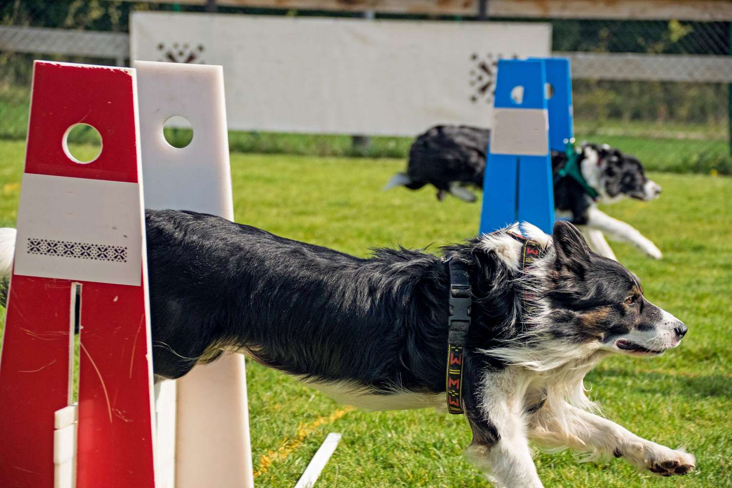 Was Your Dog Made for Flyball?