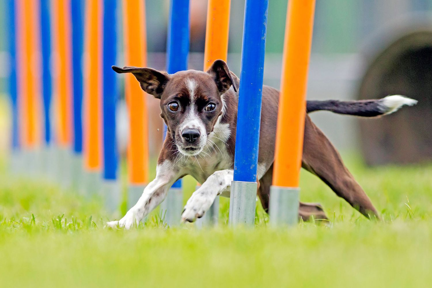 Dog Agility Training Is the Ultimate Boredom Buster