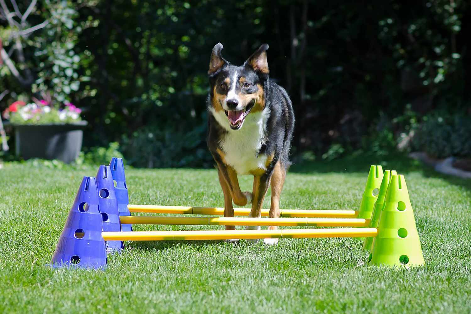 Here’s Everything You Need to Turn Your Dog Into an Agility Superstar