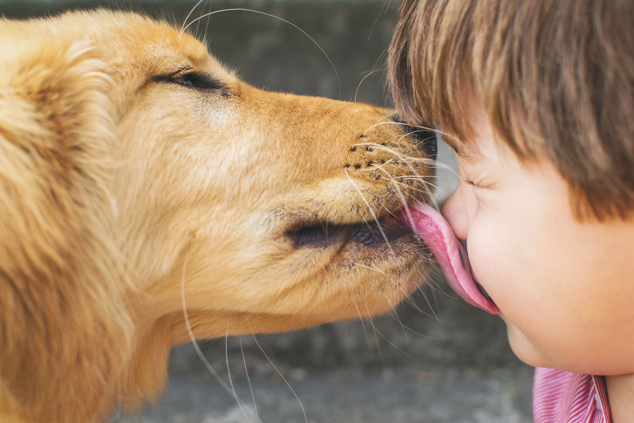 The 3 Building Blocks of a Healthy Relationship with your Puppy