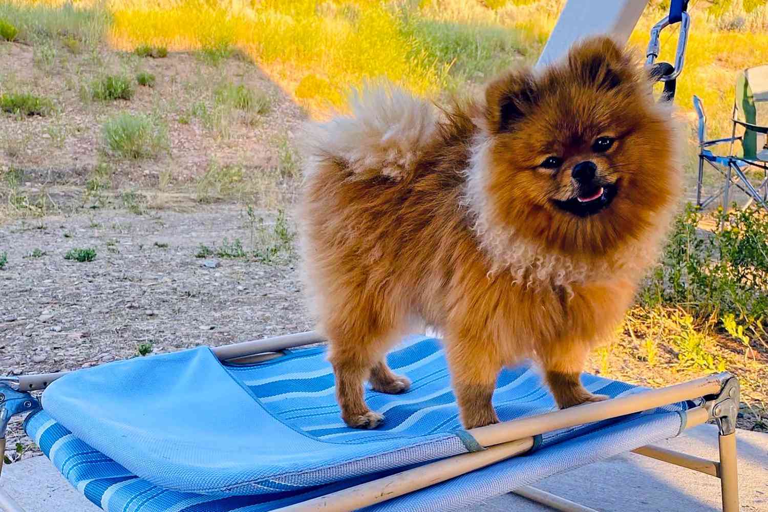 Meet Milo, the Most Athletic Pomeranian We Know