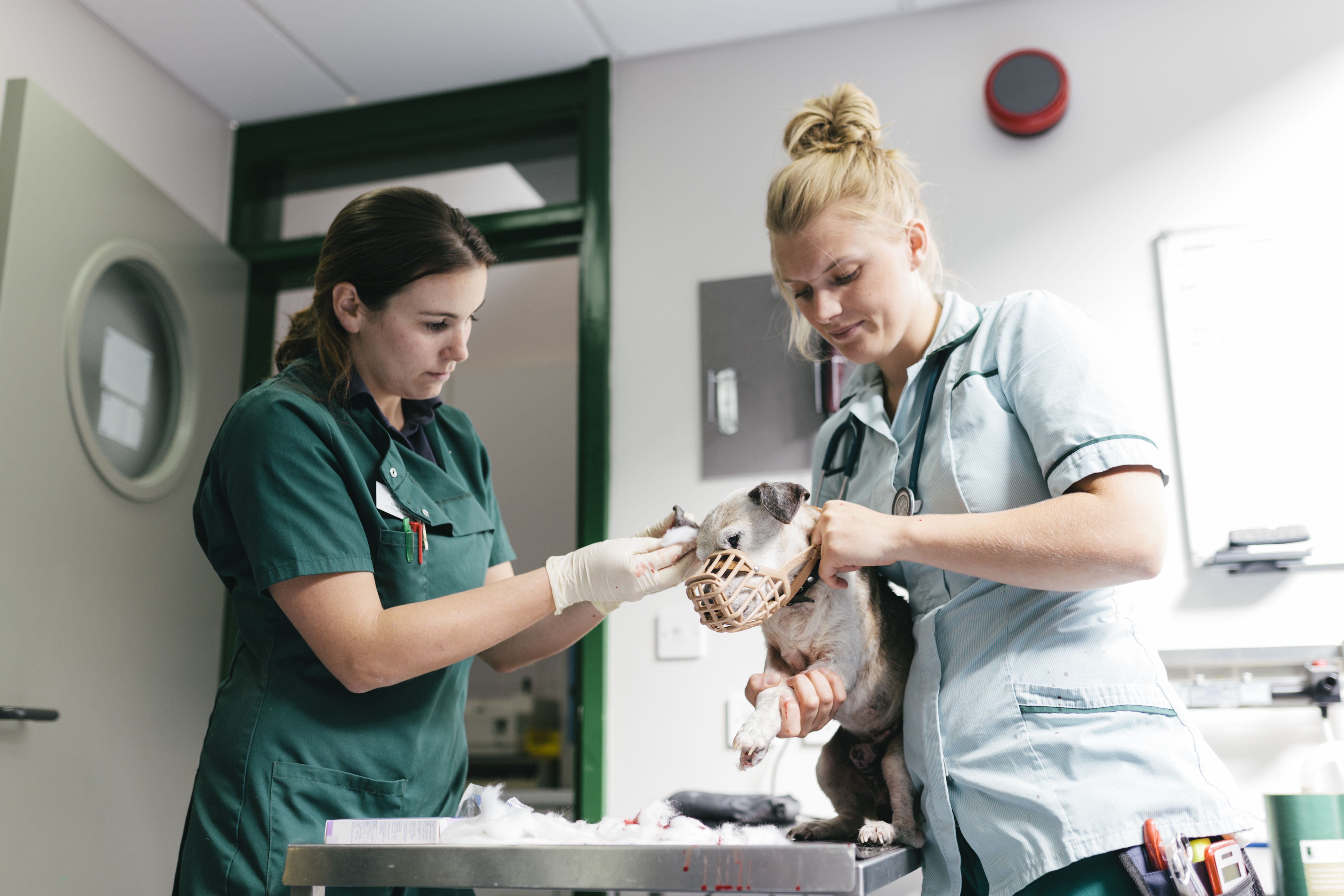 Does Your Dog Hate the Vet?