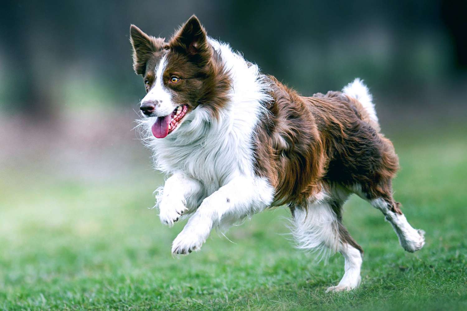 Meet the 2021 American Kennel Club (AKC) National Agility Championship Winners