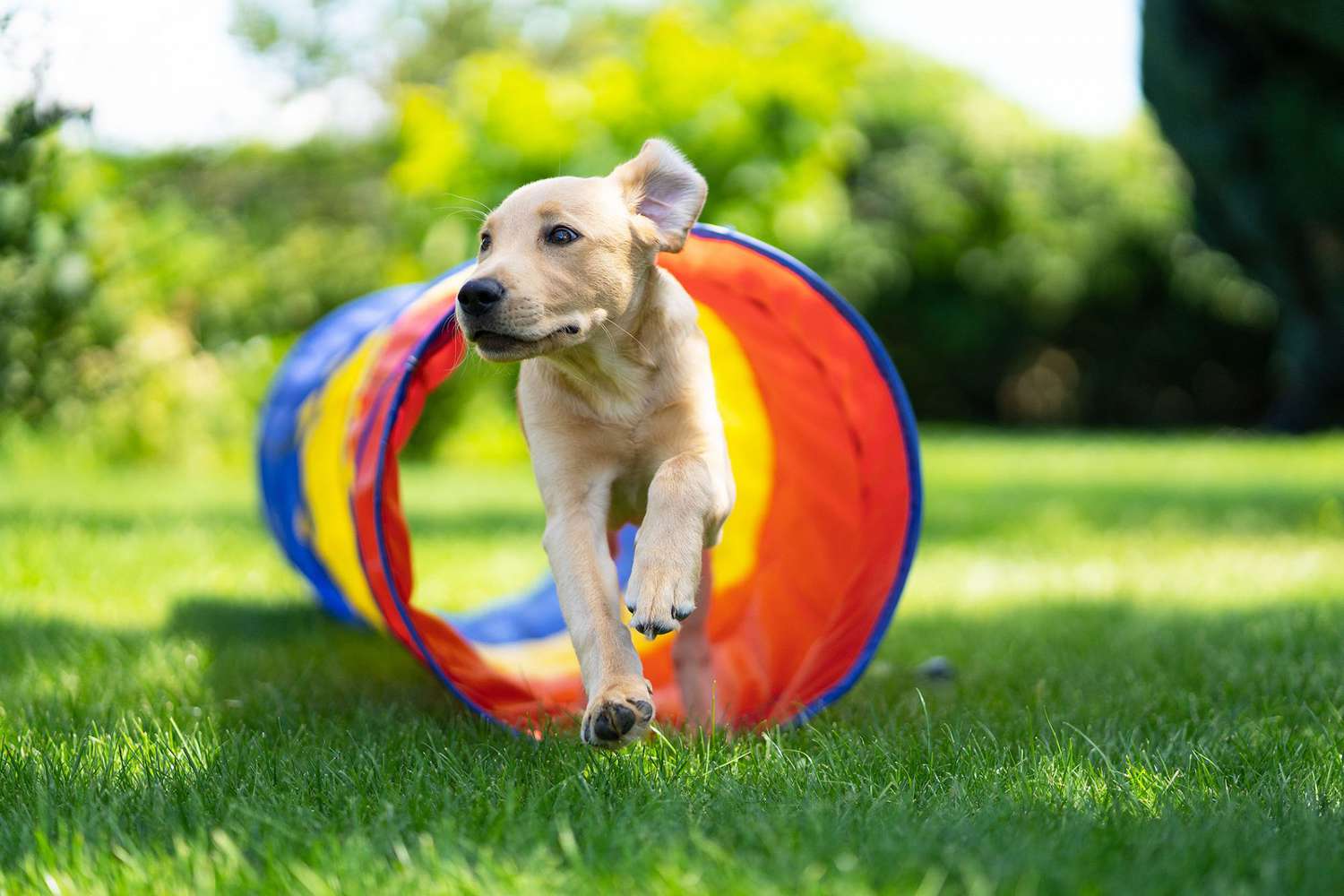 How to Build a DIY Agility Course for Your Dog in the Backyard