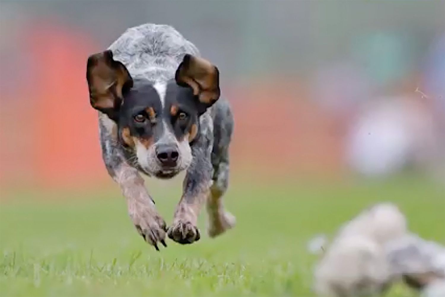 Meet Tiki, the Amazing Rescue Dog Turned All-Star Pup