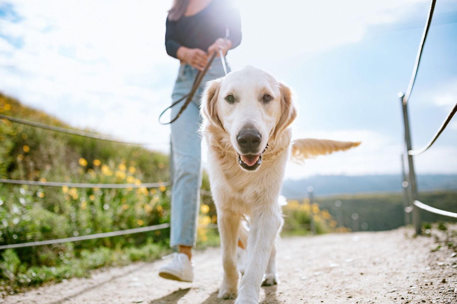 These 10 Dog Breeds Would Totally Win Gold at the Olympics