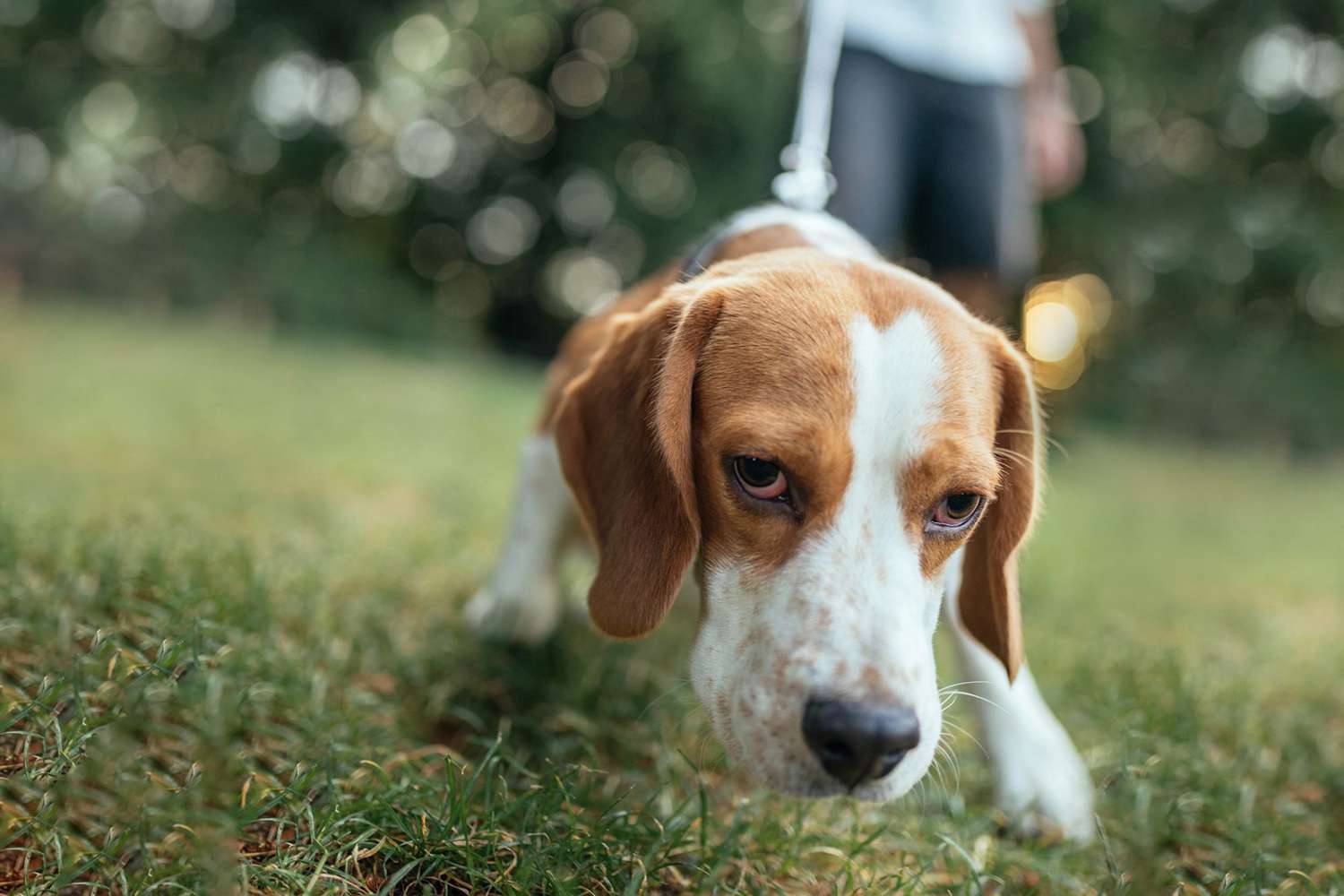 How to Get Started With Scent Training for Your Dog