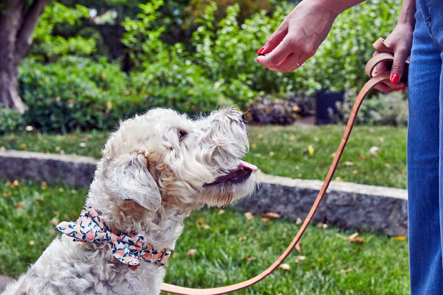 3 Tips to Help Your Dog Learn Basic Cues, According to a Pro