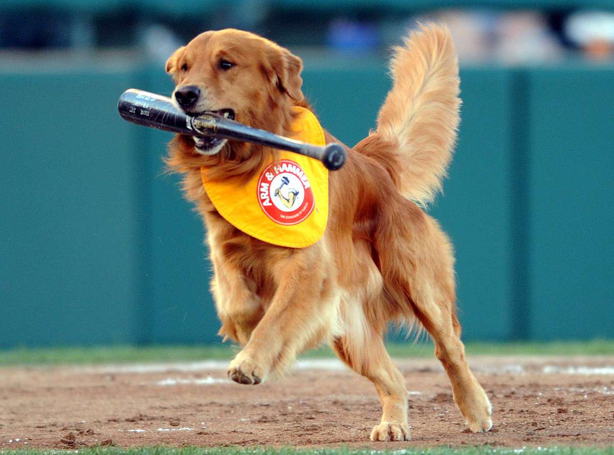 Who Needs Humans? Meet Rookie and Dash, Bat Dogs for the Trenton Thunder