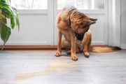 Submissive Dog Behaviors to Know