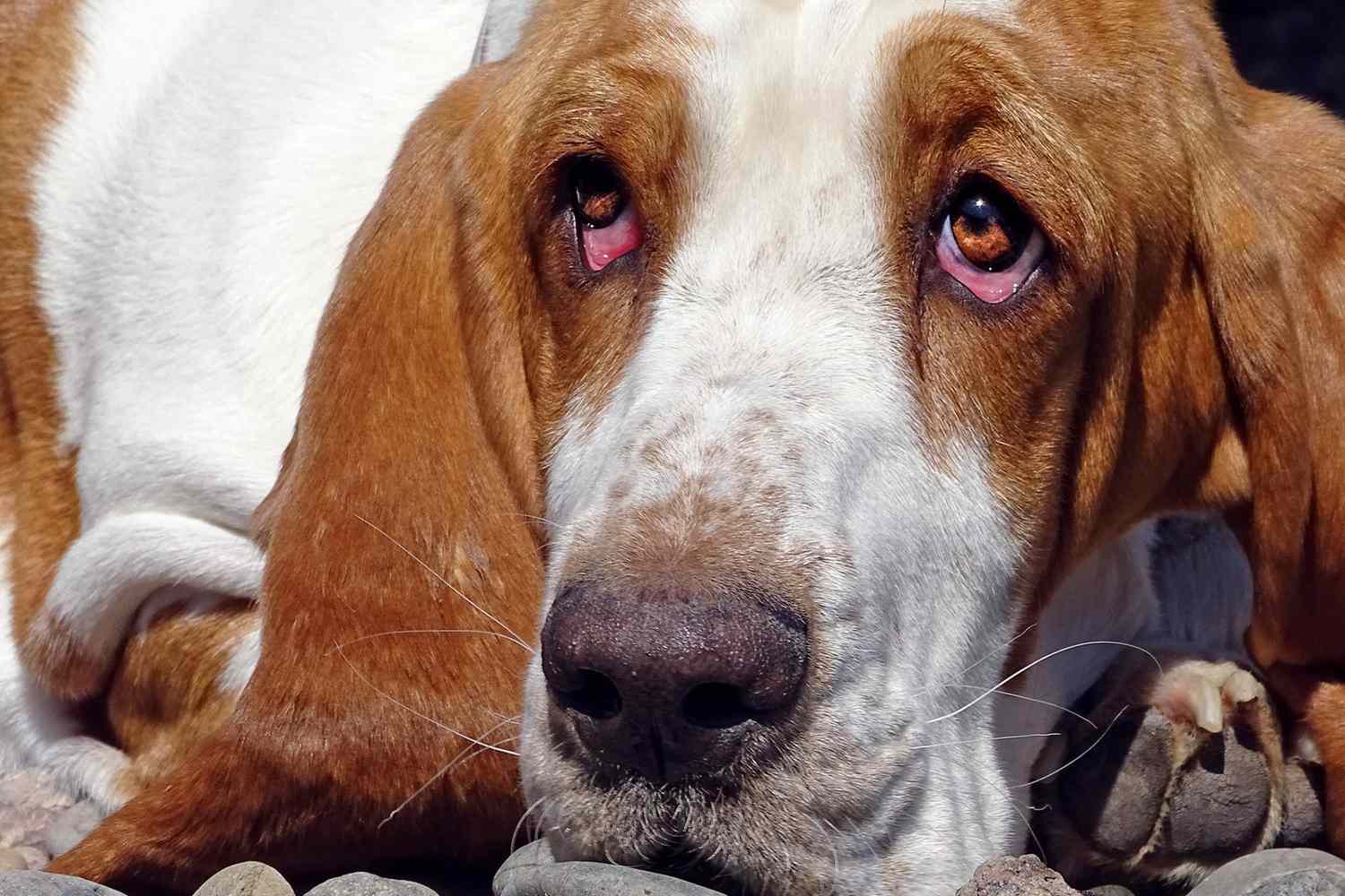 Ectropion in Dogs: How Those Droopy Puppy Dog Eyes Might Actually Be a Sign of Illness