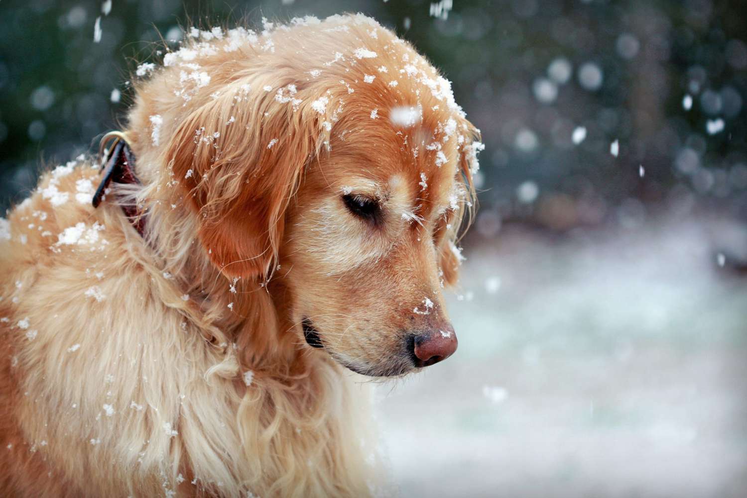 Recognizing the Dangerous Signs of Hypothermia in Dogs