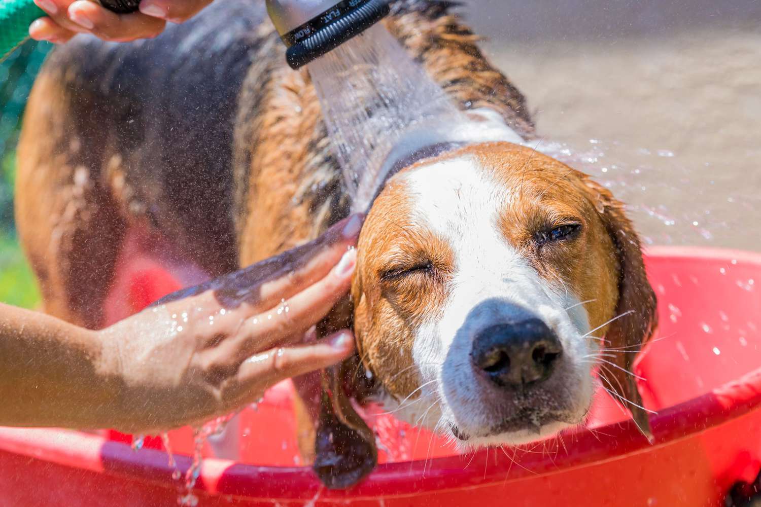 Dog Heat Rash: A Red-Hot Problem in the Summer