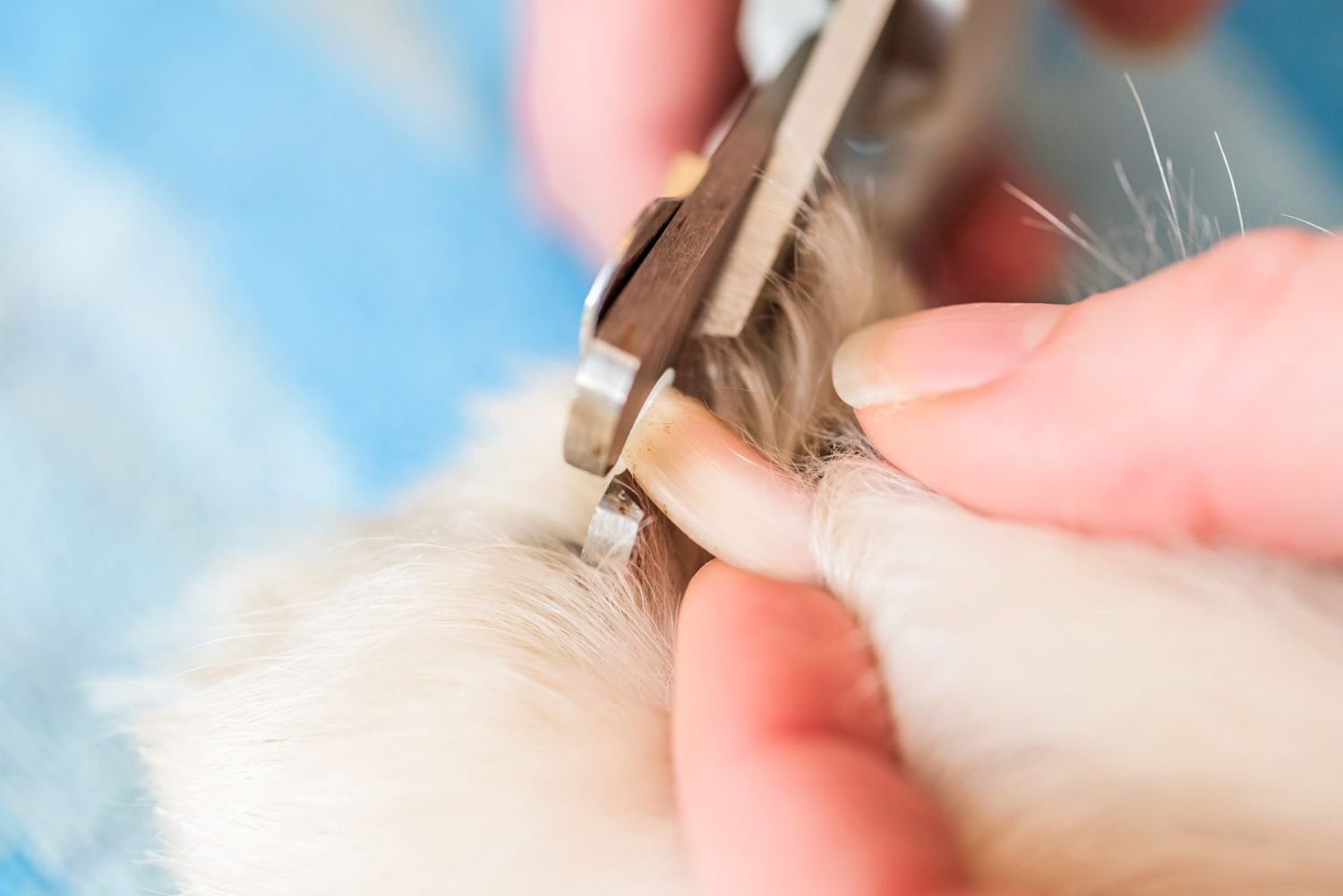 How to Treat a Dog’s Broken Nail