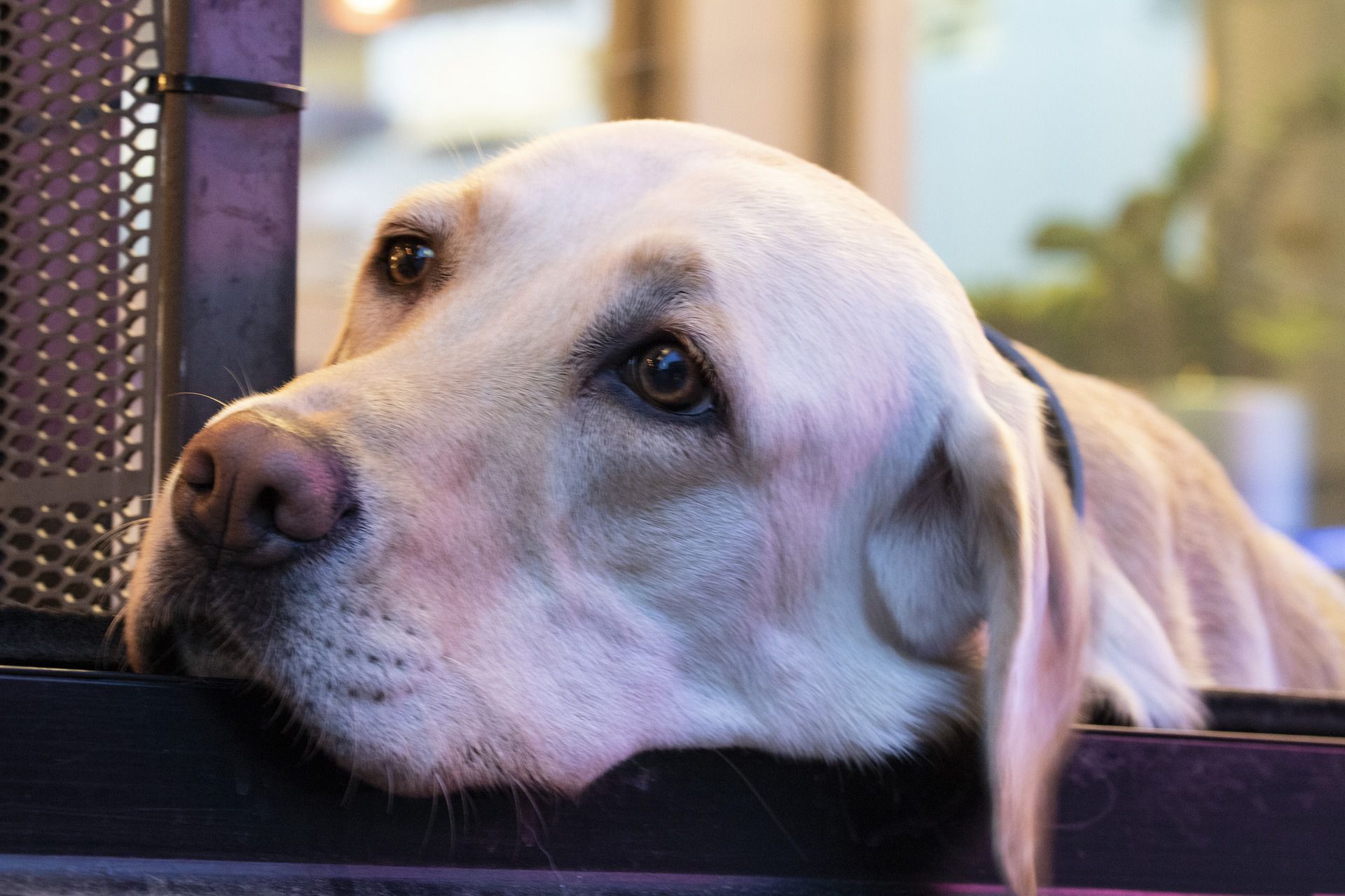 Why Your Dog Staring at You Can Have Different Meanings