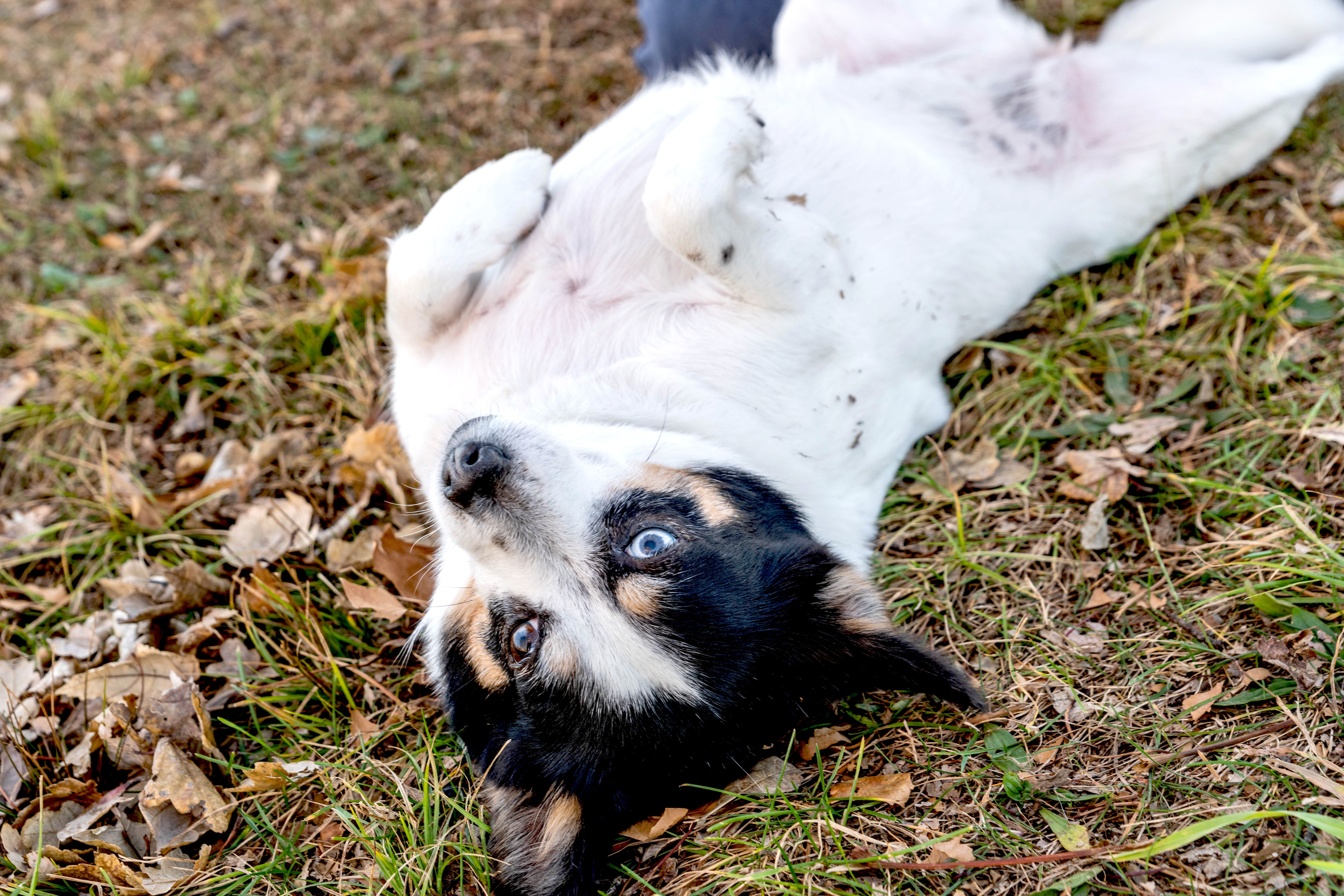 Why Do Dogs Like Belly Rubs So Much?