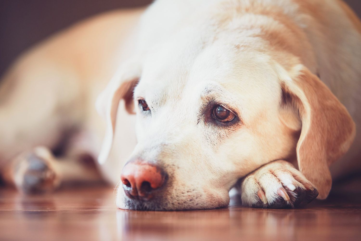 How to Help a Dog Who Has Kidney Stones