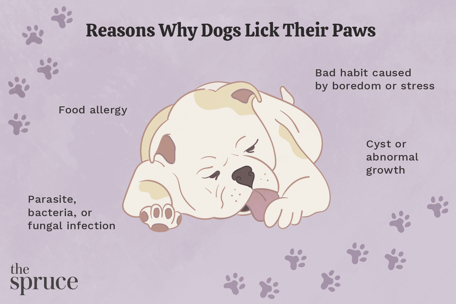 What Should I Do If My Dog Keeps Licking Its Paws?