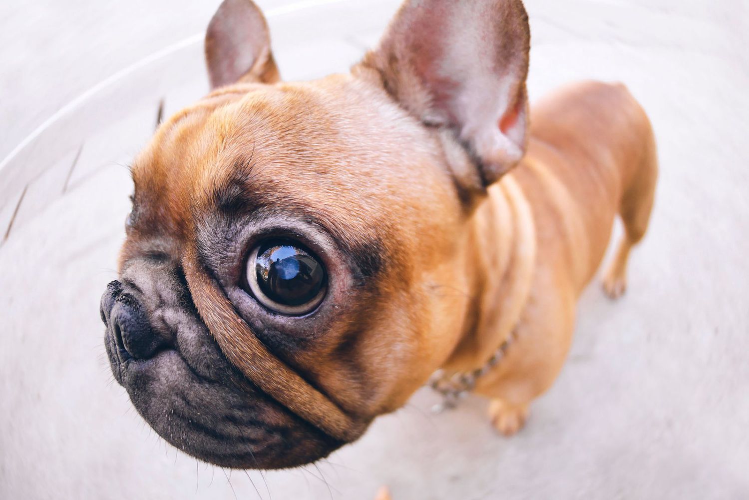 Canine Eye Care: 5 Things to Know About Dog Eye Infections