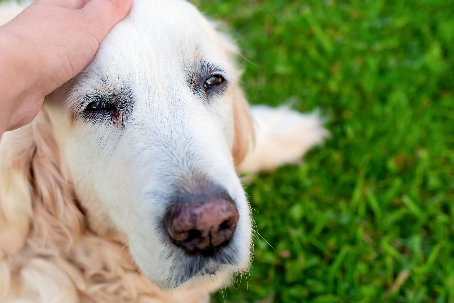 How to Help Your Senior Dog With Incontinence Troubles