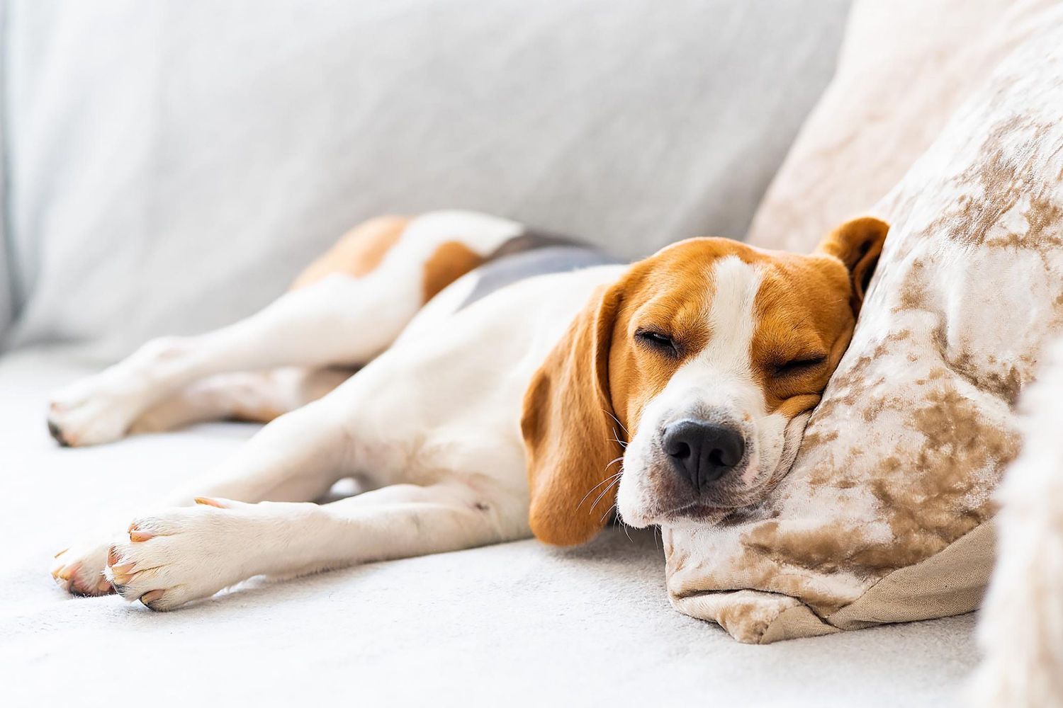 Does Your Dog Have a Fever? Here’s How to Know