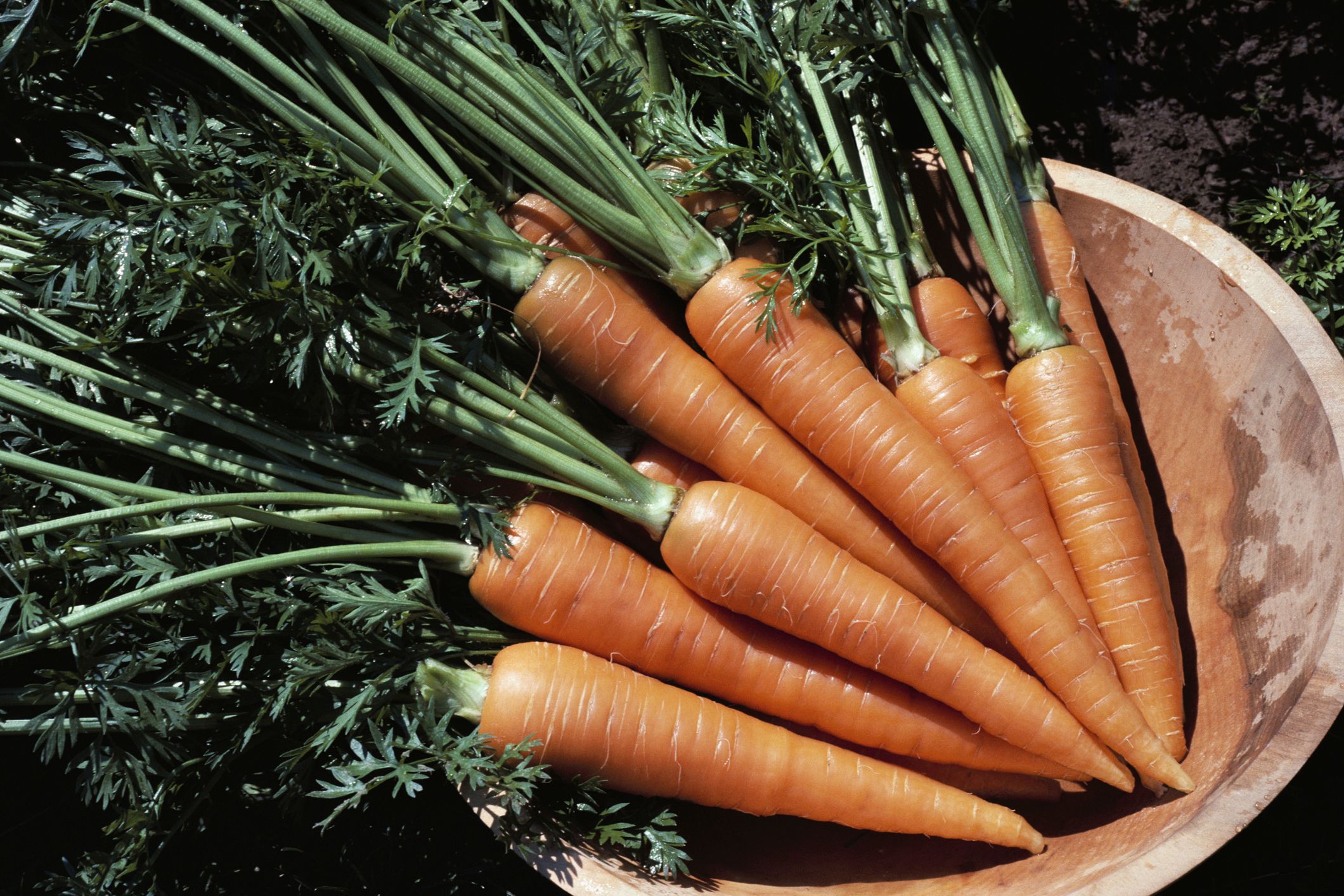 11 of the Best Vegetables to Feed Your Dog