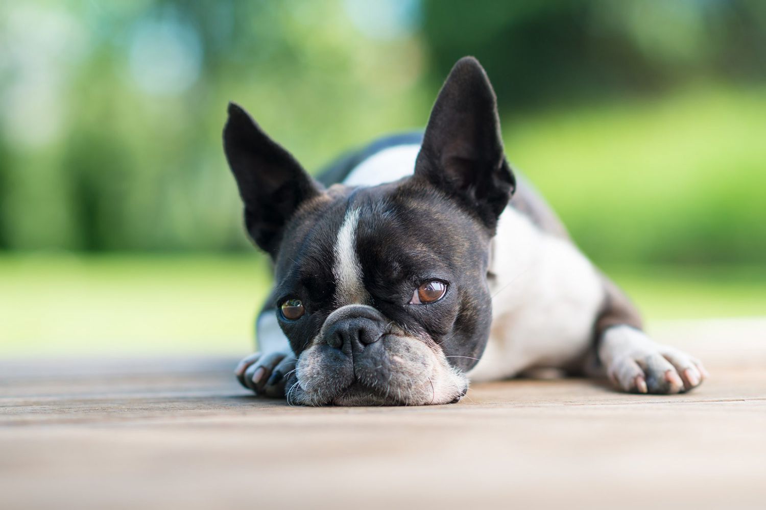 Does Your Dog Have a Mast Cell Tumor?