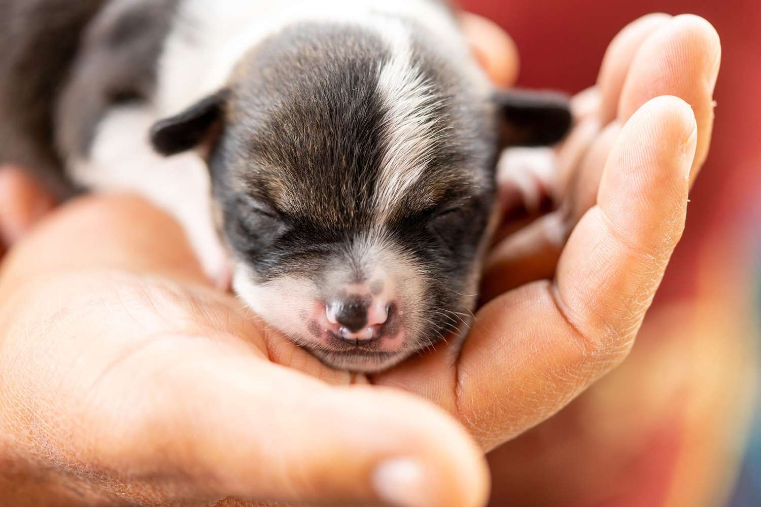 How to Save A Fading Newborn Puppy