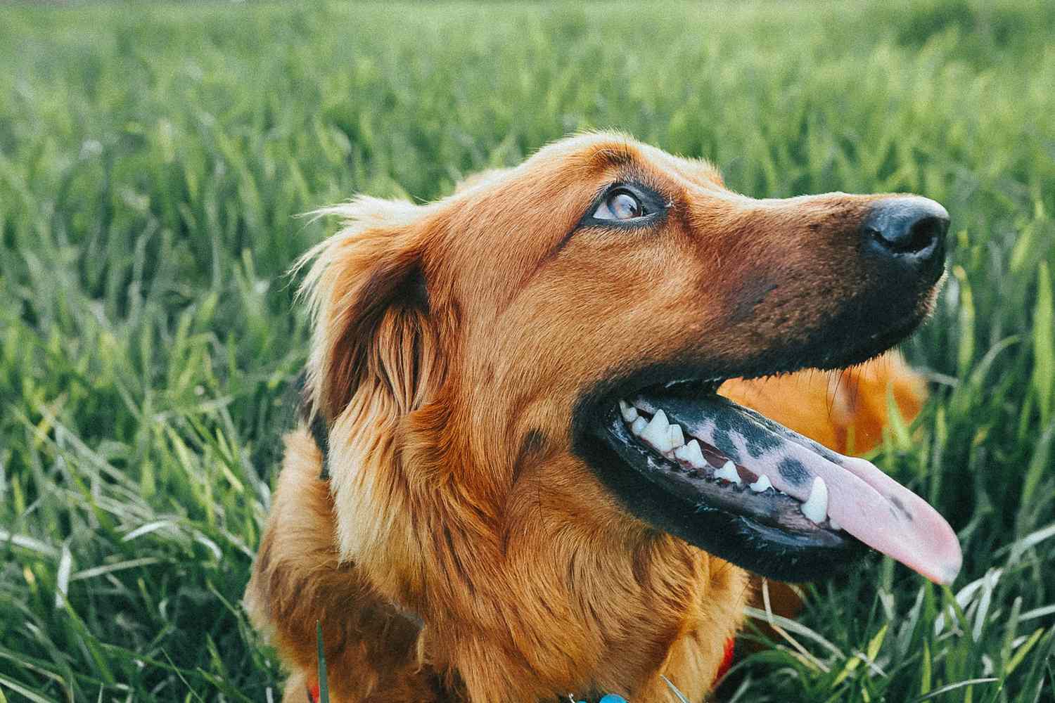 The Real Reason for Black Spots on Your Dog’s Tongue