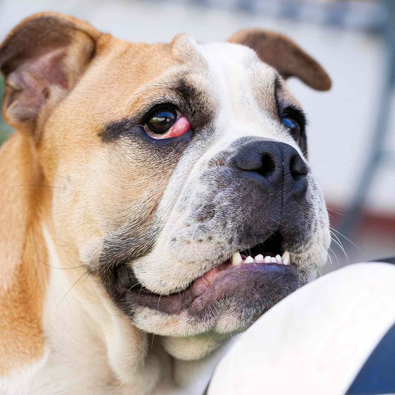 What’s That Red Bump In My Dog’s Eye? It Might be Cherry Eye