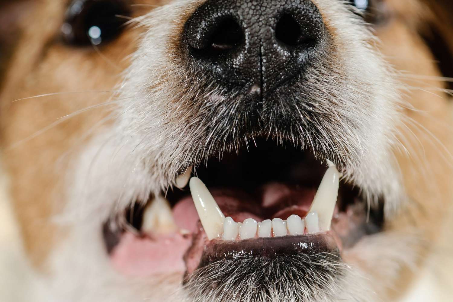 How to Take Care of Dog Tooth Extraction—Hint: Leave It to the Professionals