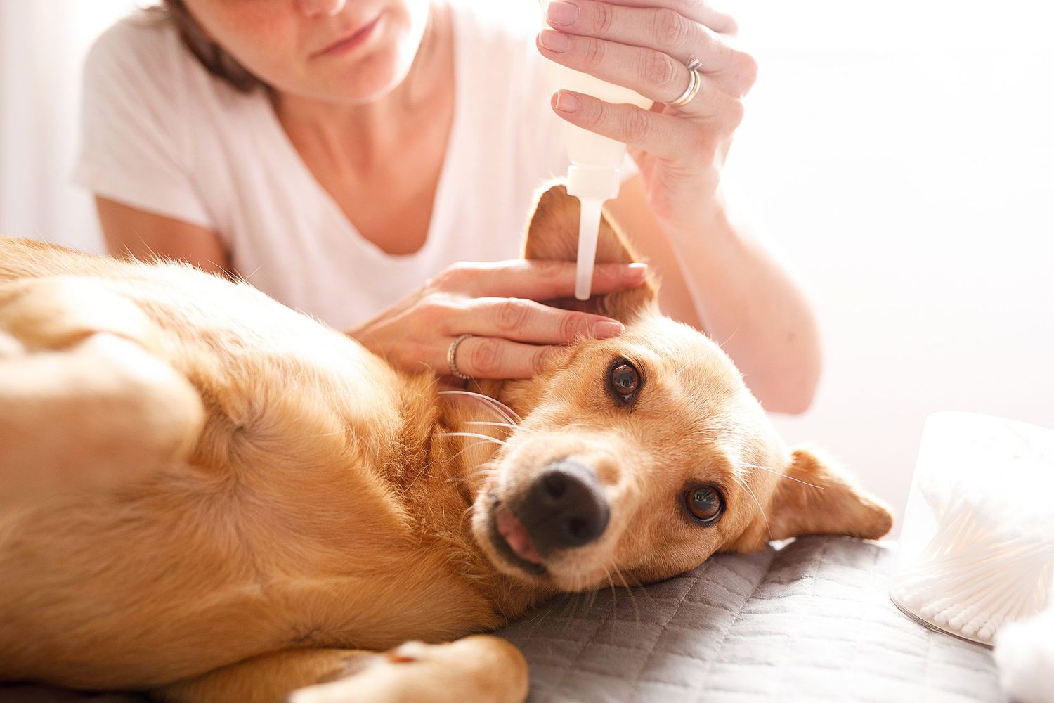 Signs Your Dog Has an Ear Infection (and How to Get Rid of It)