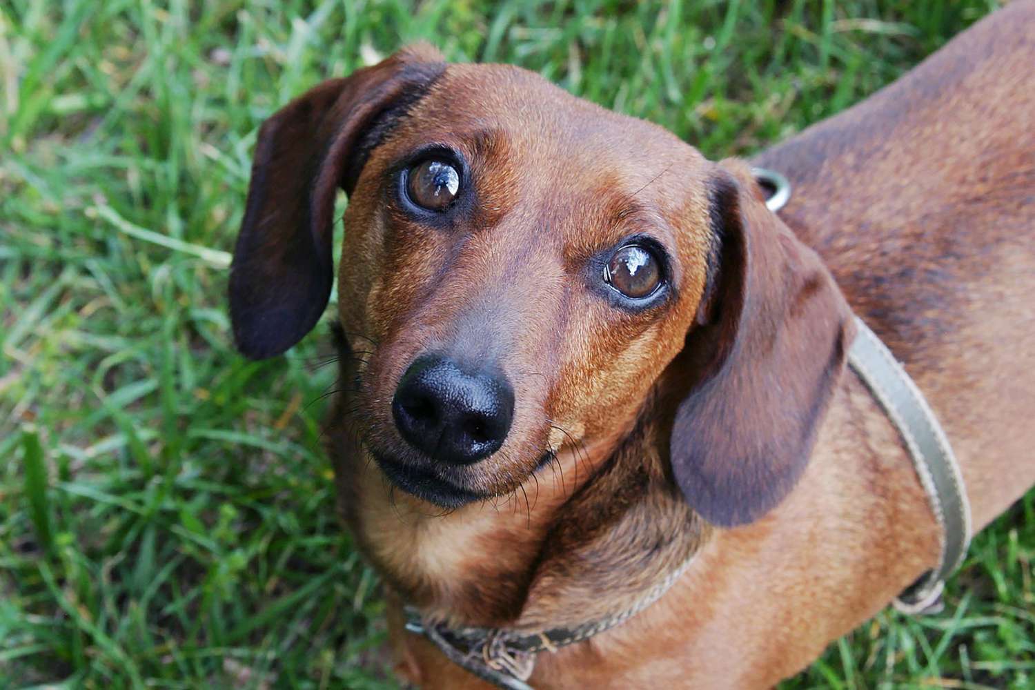 What to Do If Your Dog is Pooping Blood