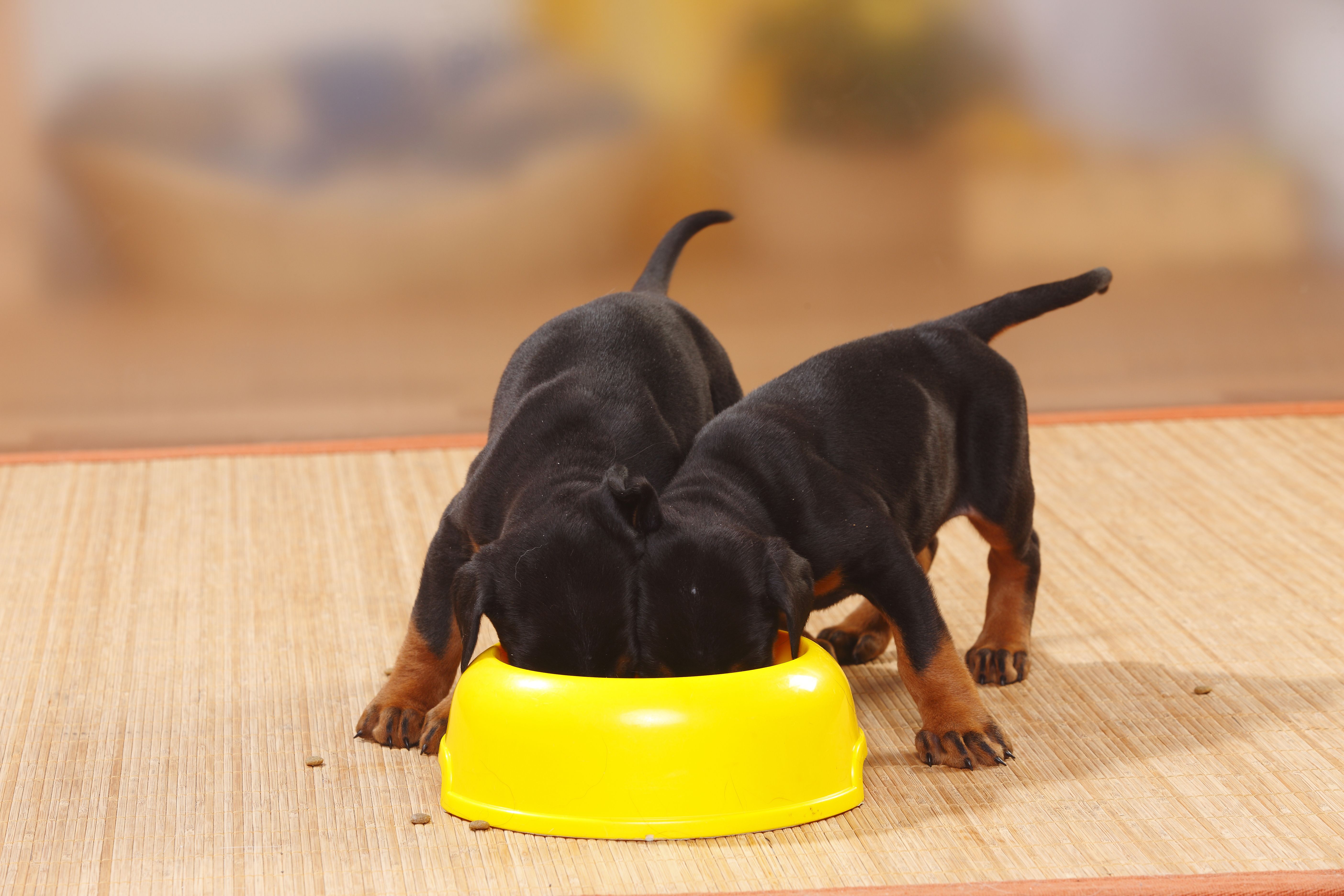 Slim Down Your Fat Puppy With These Diet Tips