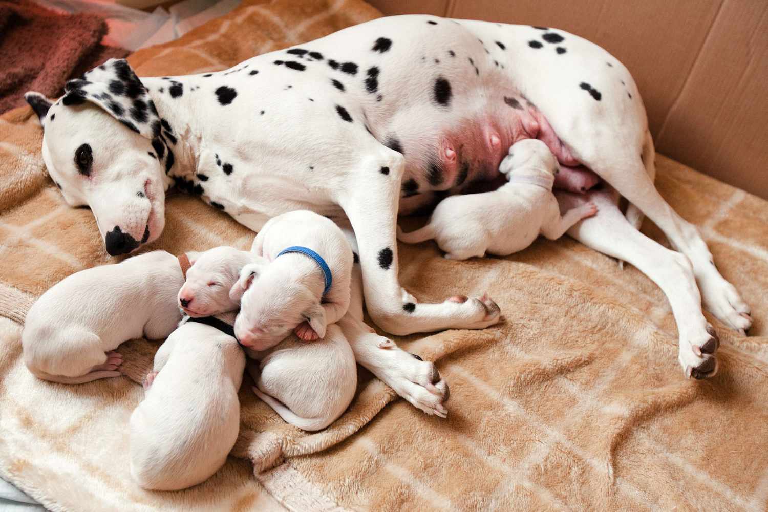 How Long are Dogs Pregnant? A Week-By-Week Look at What’s Happening