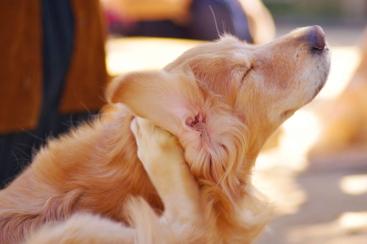 This Could Be What’s Causing Your Dog’s Itchy Rash