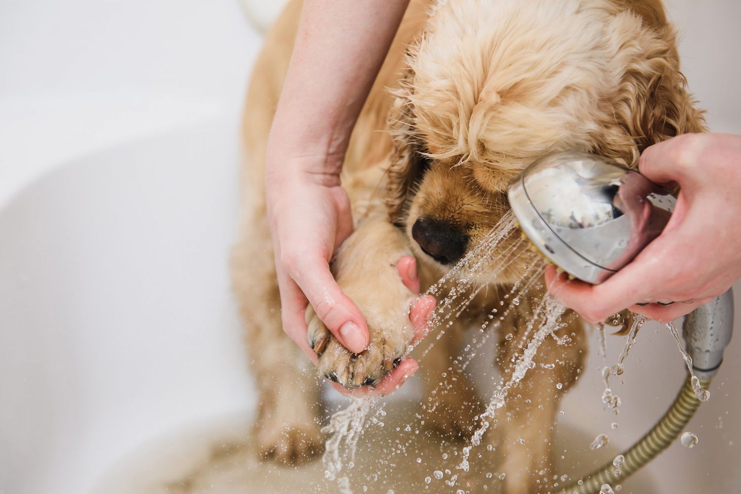 How to Moisturize Your Dog’s Dry, Flaky Skin to Ease Itchiness and Redness