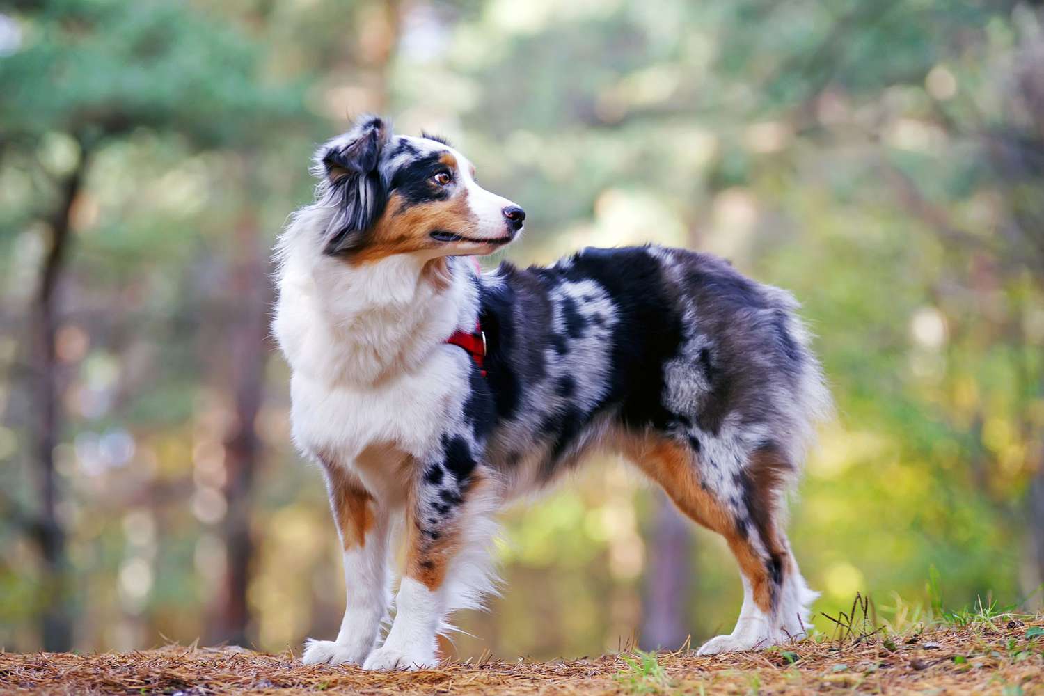 Australian Shepherd (Aussie)