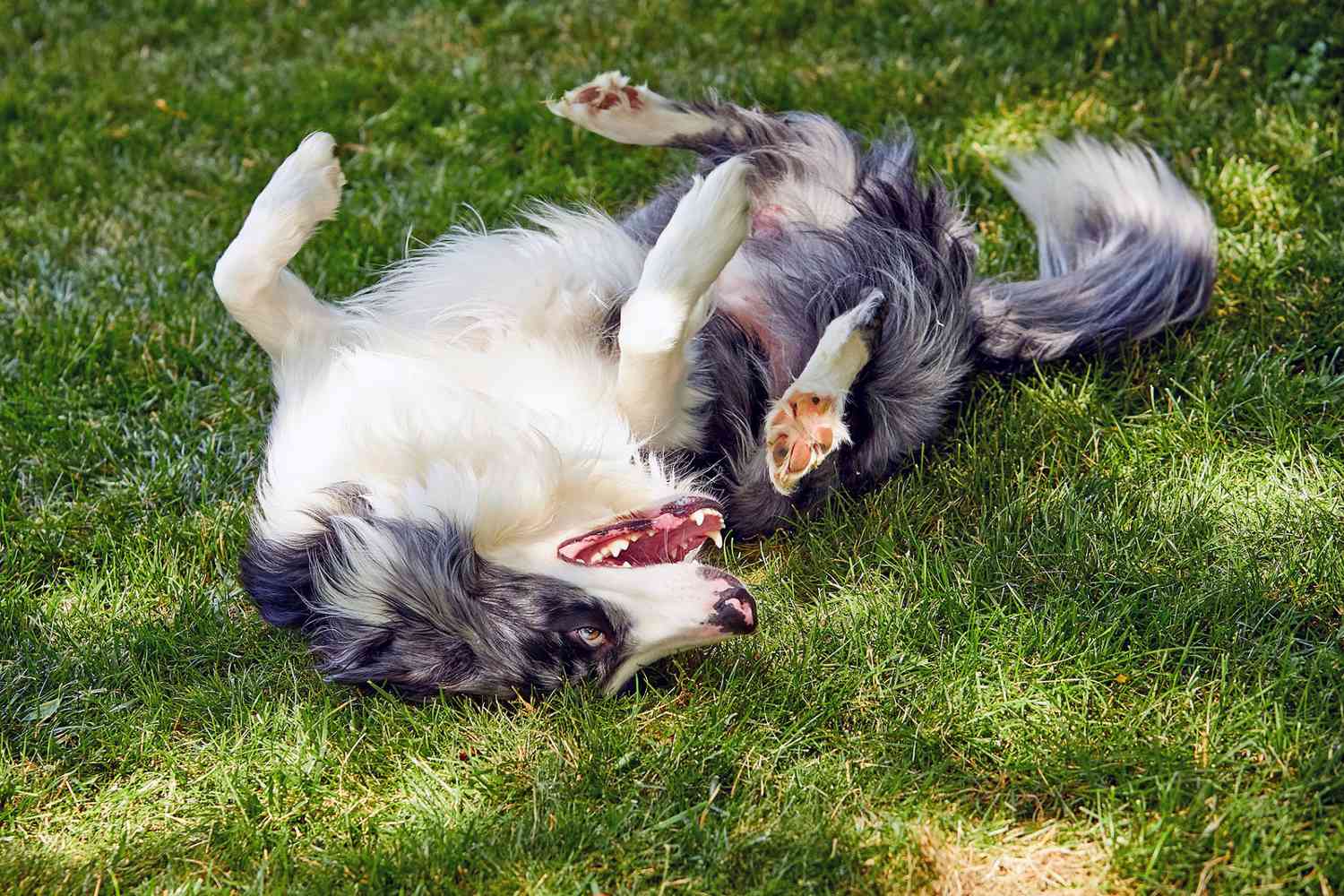 Why Do Dogs Roll in the Grass? An Expert Explains