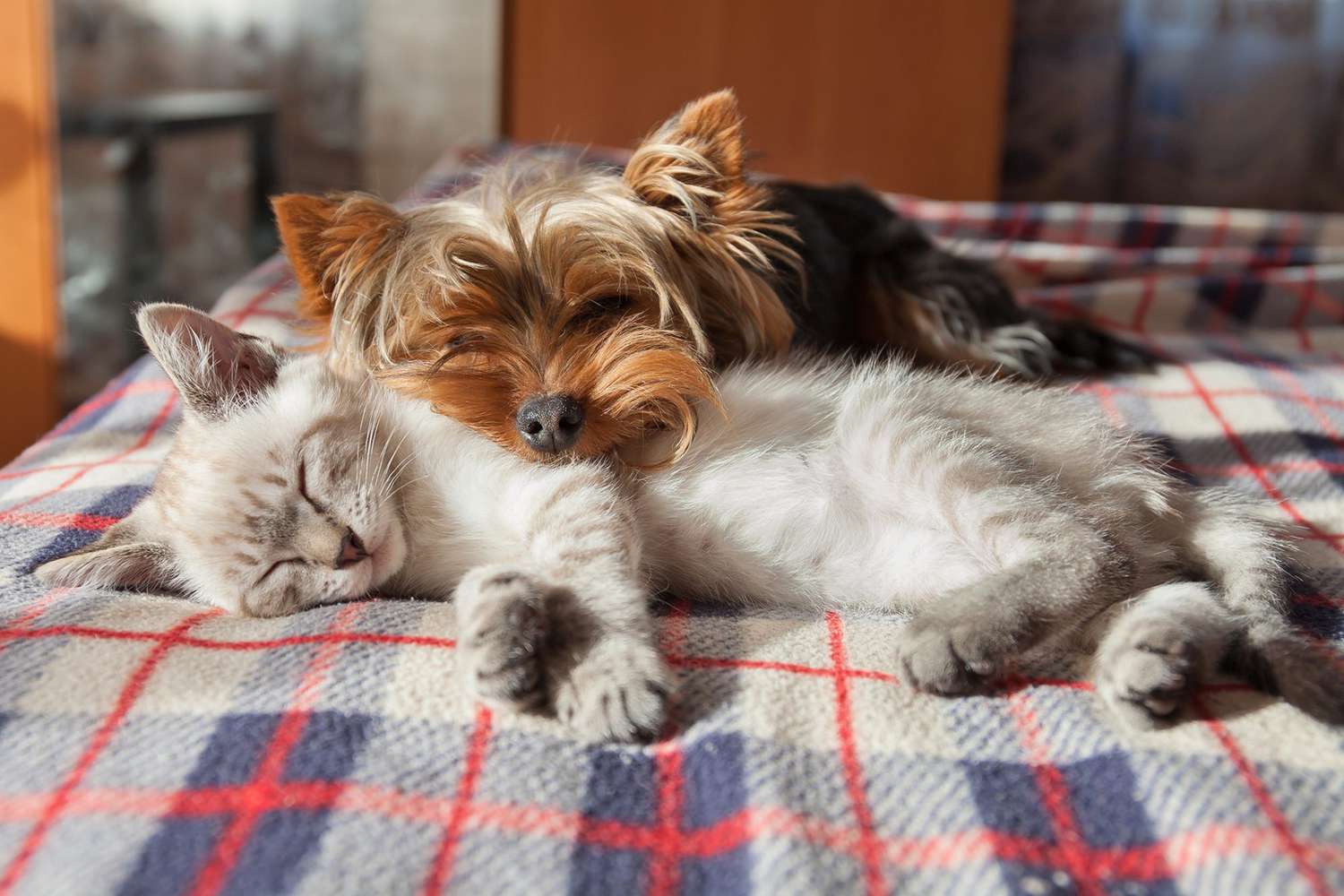 Do Dogs and Cats Sleep More in the Winter?